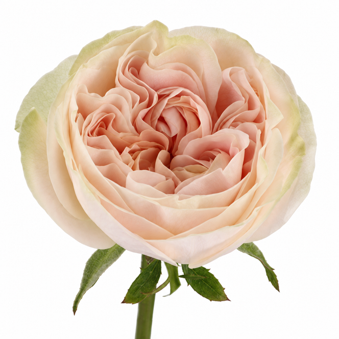 Rosa Chiffon garden rose with ruffled blush-pink and peach petals, creamy outer petals and a green stem on white