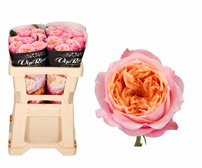 Rosa Notting Hill garden roses with pink outer petals and ruffled peach centers, wrapped bunches in a beige bucket and an open bloom close-up on white