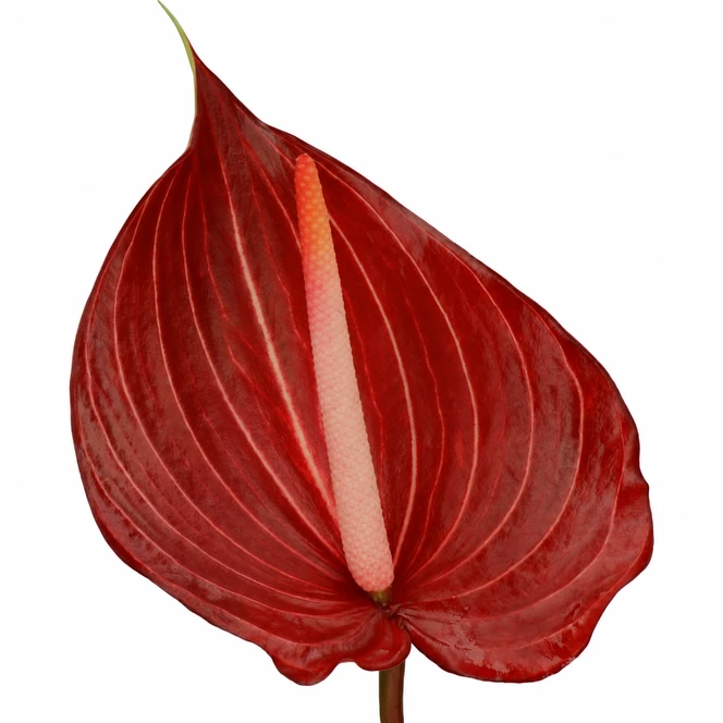 Anthurium Safari deep-red burgundy bloom with pale pink veining, naturally uneven heart-shaped contours, a blush-pink spadix, and a stem extending off the bottom on a white background