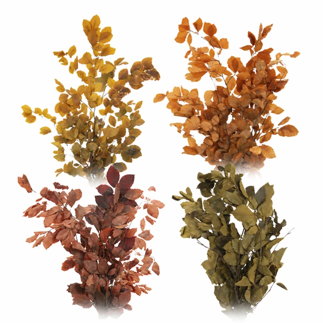 Four examples of assorted preserved Copper Beech bunches in golden yellow, copper orange, reddish bronze, and olive green on a white background. Actual assortment may vary.
