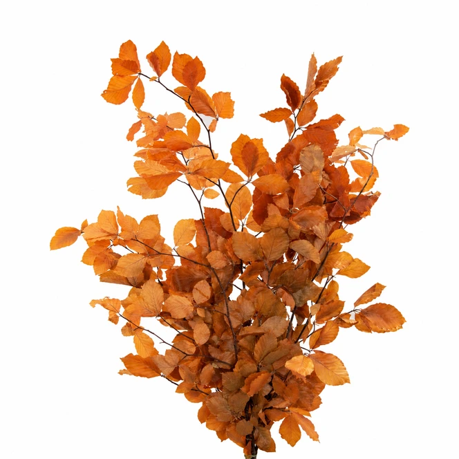 Preserved Copper Beech Orange with warm orange and copper-toned leaves on natural branching stems
