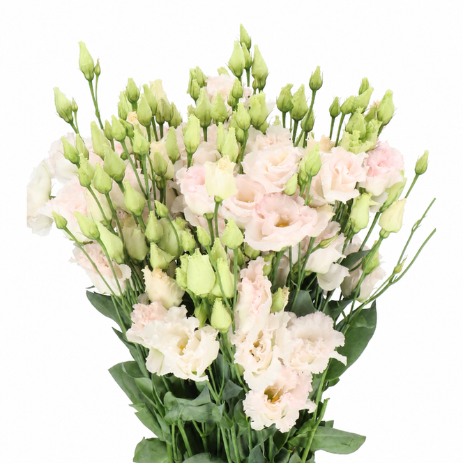 Chaconne Wedding Pink lisianthus with pale blush-pink ruffled double blooms, green buds and foliage on a white background