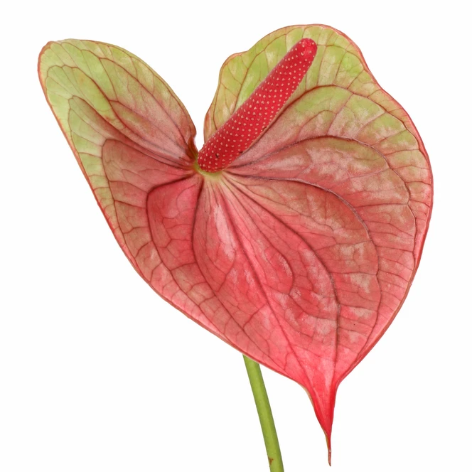 Anthurium Tequila with a pink and pale green heart-shaped bloom, distinctive veining and visible stem on a white background
