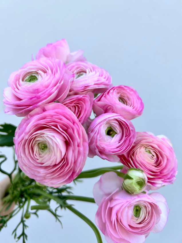 BOUQUET DE LUNE Ranunculus BL ピンク Pastel Pink Butterfly Ranunculus | Flower Moxie DIY Wedding Flowers