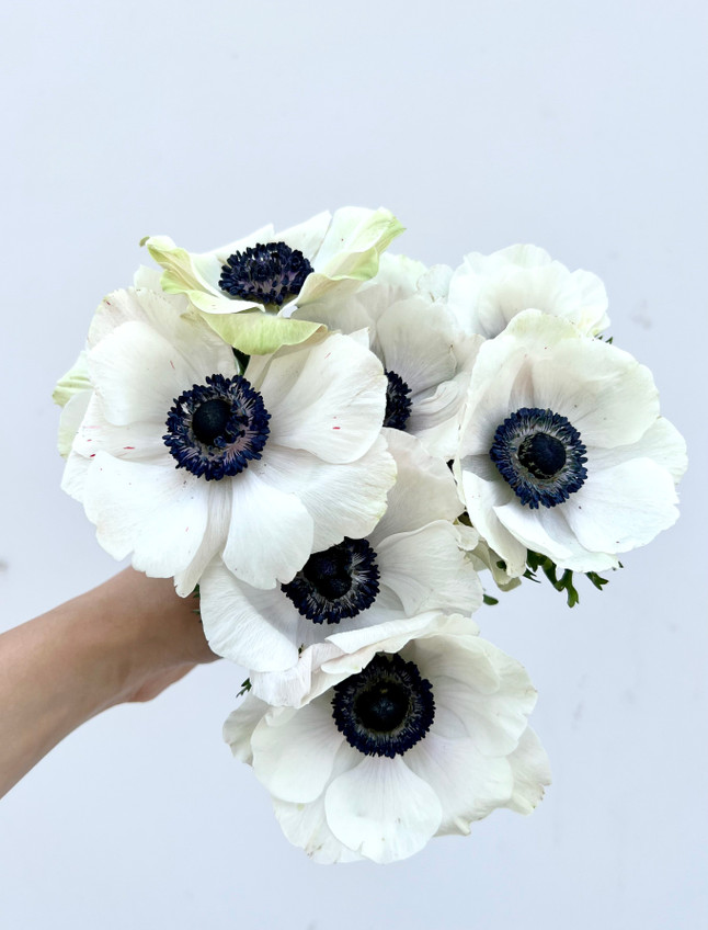 White Anemones - 10st.