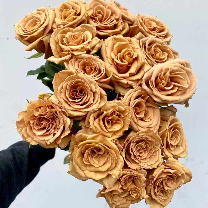 Toffee Roses | Ramirez Wholesale