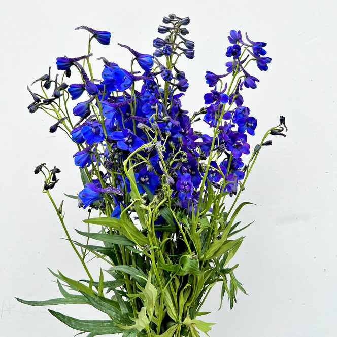 花 Blue Marine Dark Blue CA-Grown Delphinium | Ramirez Wholesale
