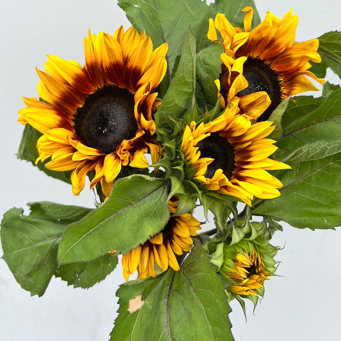 Chocolate sunflower bunch