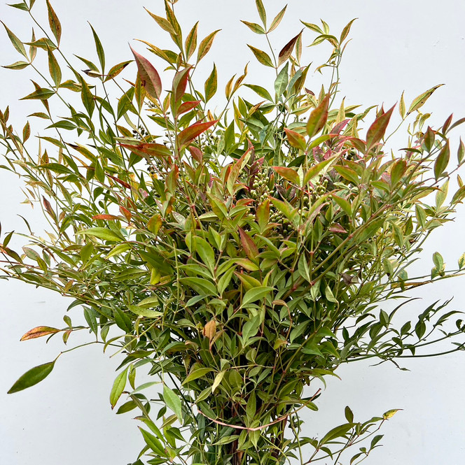 Nandina foliage Nandina foliage