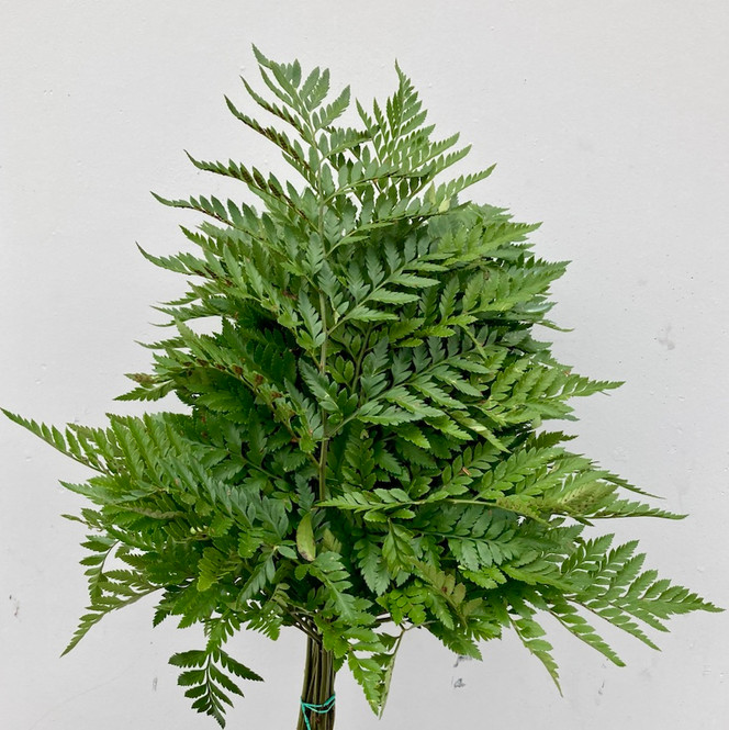 leather leaf fern