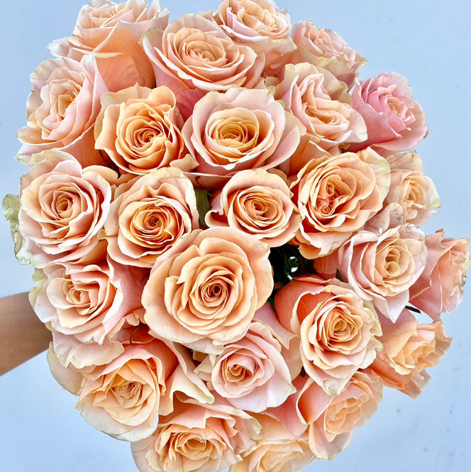 Phoenix Rose - 25st - Ramirez Wholesale Flowers Inc