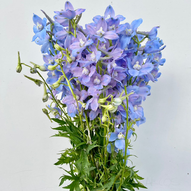 Delphinium Light Blue CA-Grown (Belladonna) - 10st