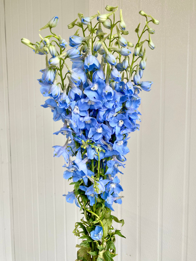 Delphinium Light Blue Sky Waltz CA-Grown (Tall) - 6st - Ramirez