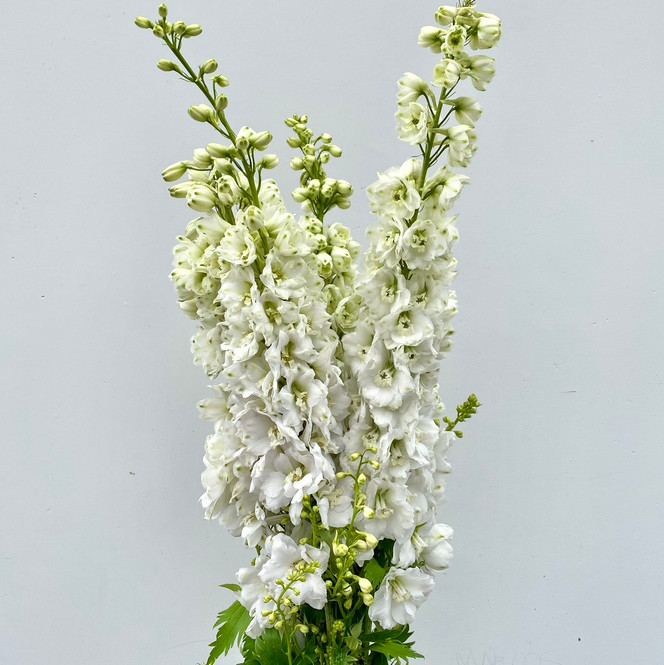 邦楽 Ruiza / delphinium Delphinium White CA-Grown (Hybrid) - 5st - Ramirez Wholesale