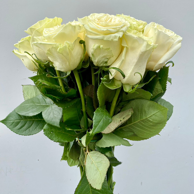 Mondial Rose - 25st - Ramirez Wholesale Flowers Inc