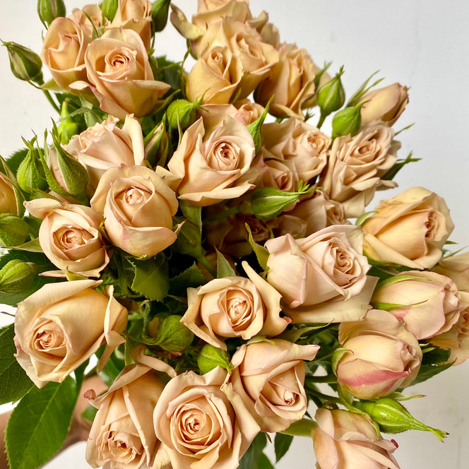 Sahara Spray Roses - 10st - Ramirez Wholesale Flowers Inc
