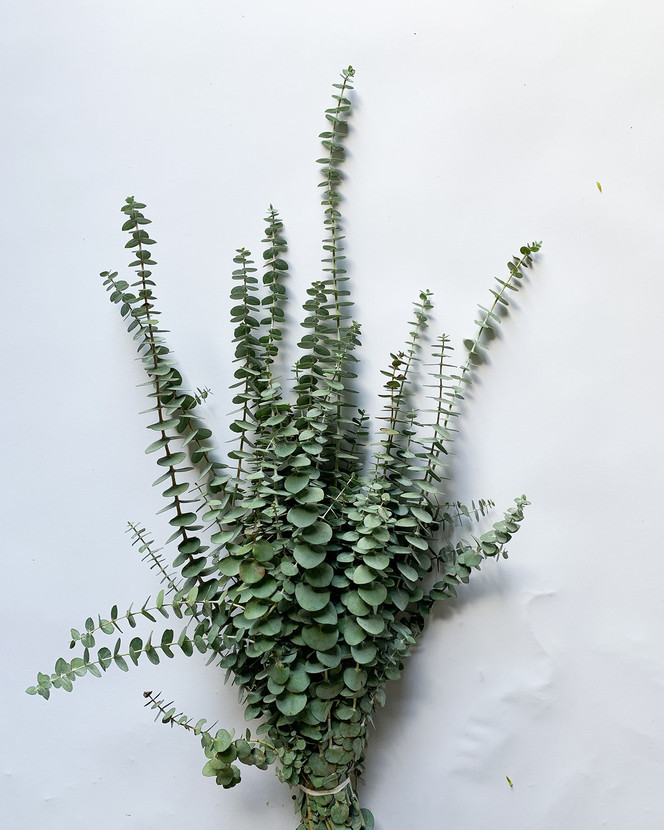 Baby Blue Eucalyptus CA-Grown - 8st