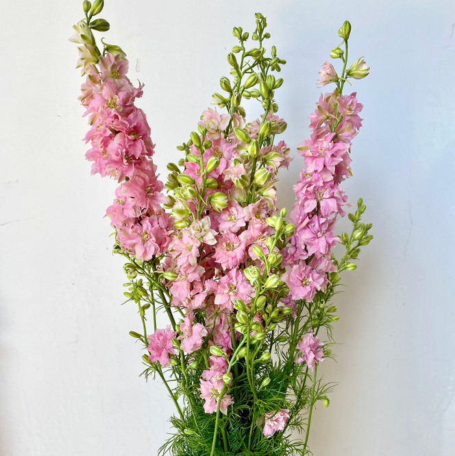 ●PINK PINEAPPLE● BLOOMING SKIRTIVORY m1037_1173336 Larkspur Pink CA-Grown - 10st - Ramirez Wholesale Flowers Inc