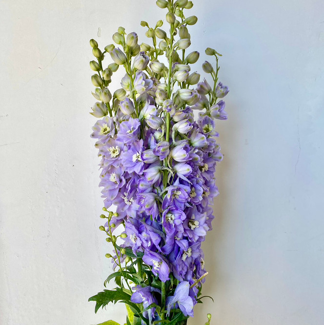 Delphinium Lavender Hybrid CA-Grown - 5st