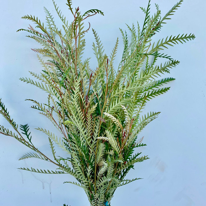 Grevillea Foliage CA-Grown - 10st