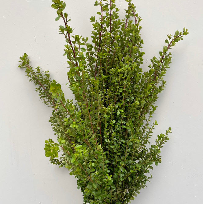 Boxwood CA-Grown - 10st