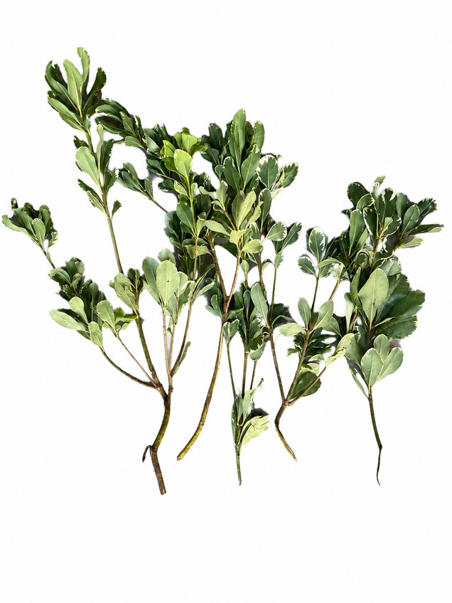 Pittosporum Variegated CA-Grown - 5st