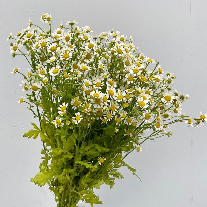 Fever Few Daisy CA-Grown - 10st