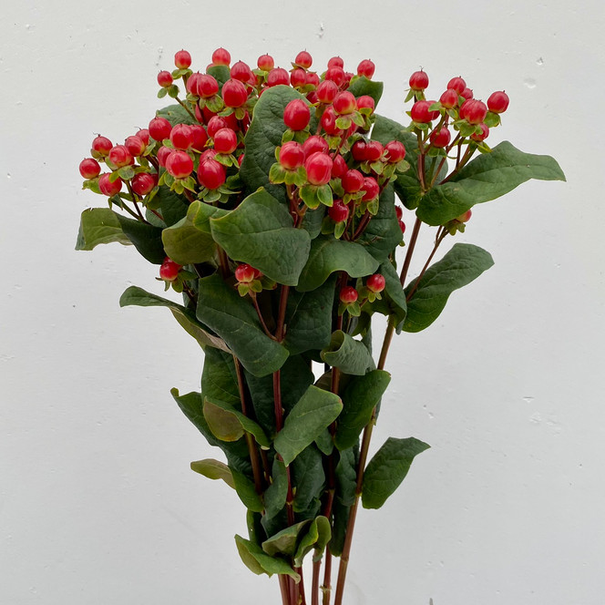 Hypericum Red - 10st