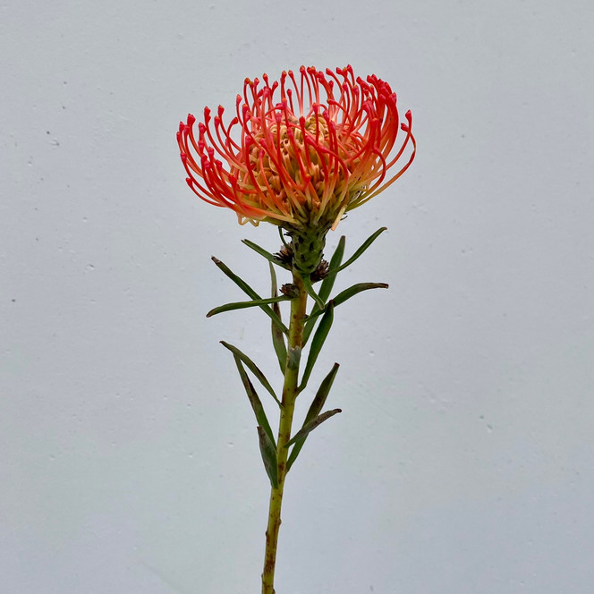 Orange pincushion protea