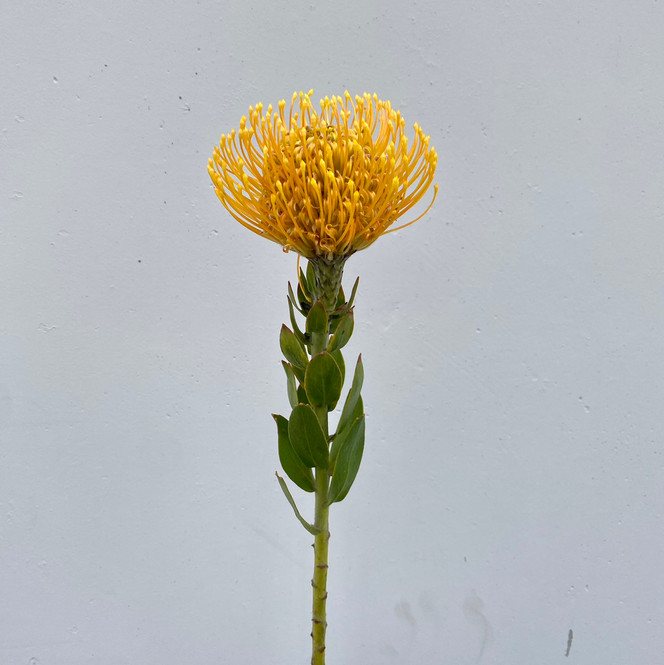 pincushion protea