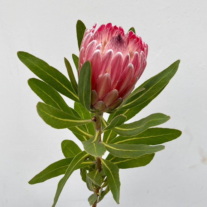 queen protea pink ice