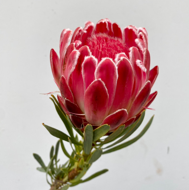 Protea Venus CA-Grown - 1st. - Ramirez Wholesale Flowers Inc