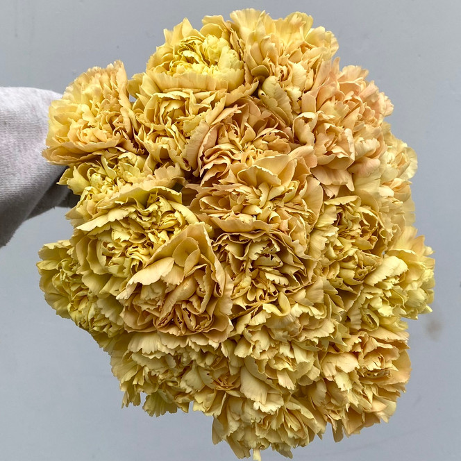 Carnations Gold - 25st