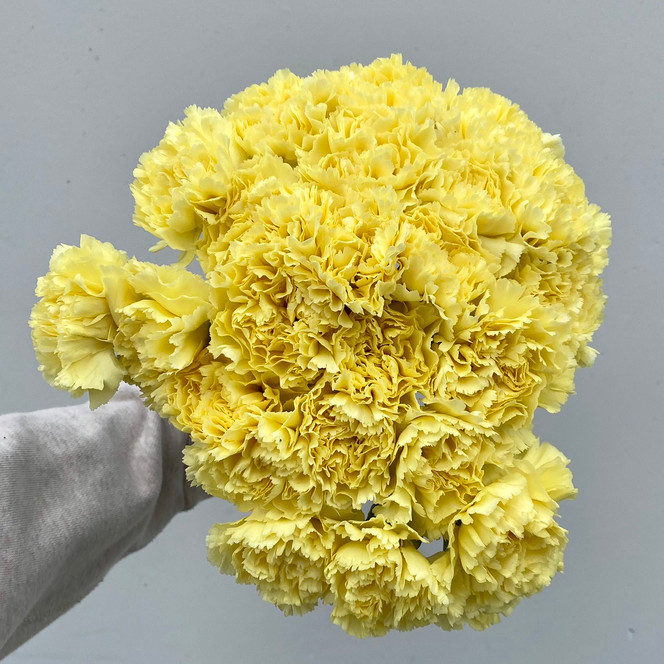 Carnations Yellow - 25st