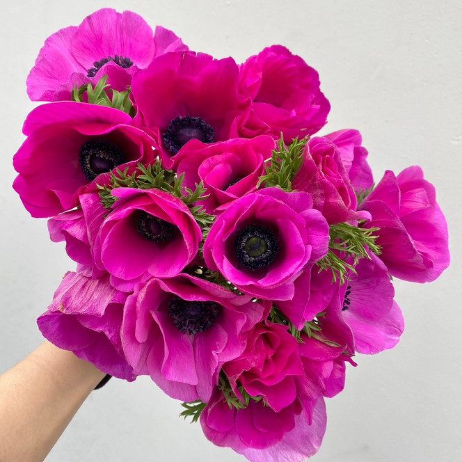 Anemones Dark Pink - 10st - Ramirez Wholesale Flowers Inc