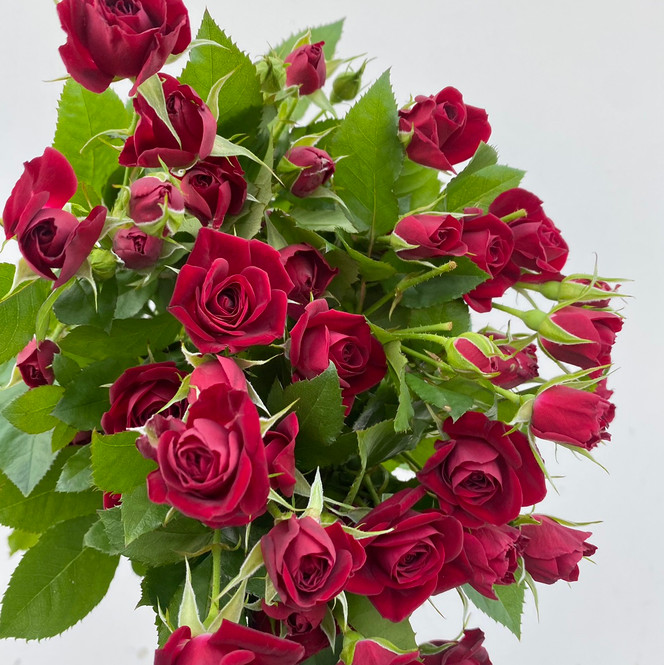 Spray Rose Burgundy (Rubicon) CA-Grown - 10st - Ramirez Wholesale