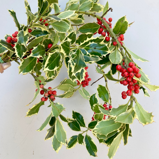Variegated holly bunches for wholesale