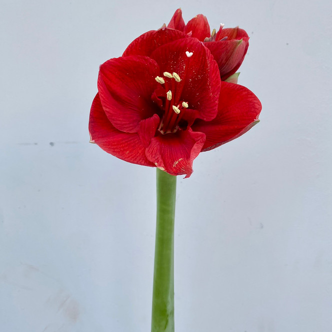 Amaryllis Red - 1 st.