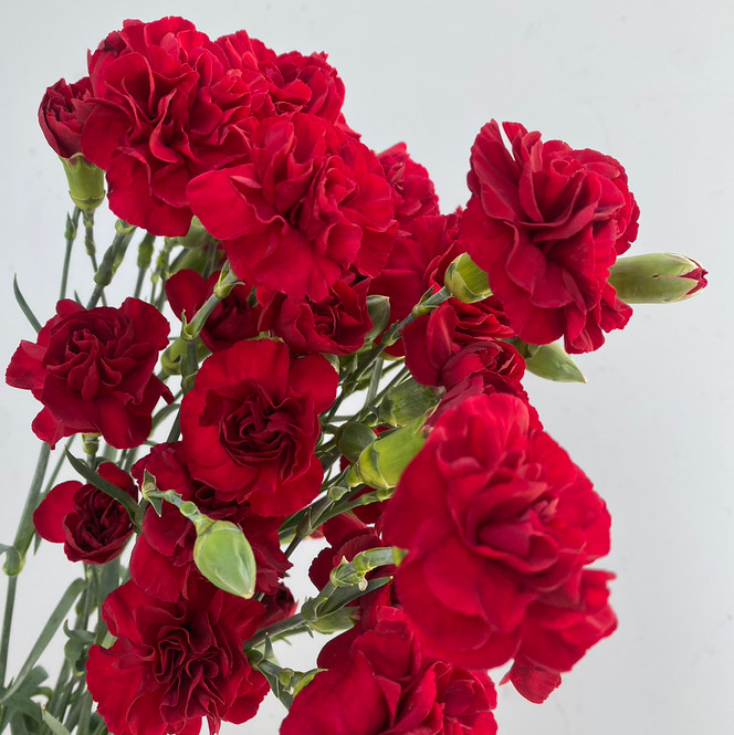 Mini Carnations Burgundy - 10st