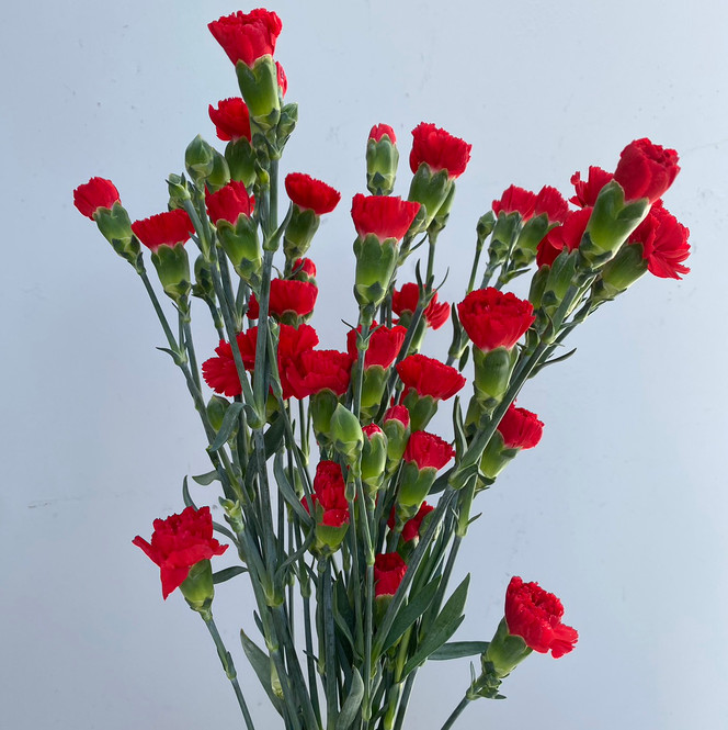 Mini Raffine Carnation Mini Carnations Red - 10st - Ramirez Wholesale Flowers Inc