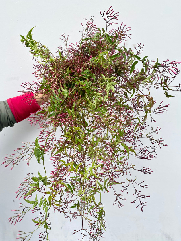 Blooming Jasmine Vine CA-Grown - 10st