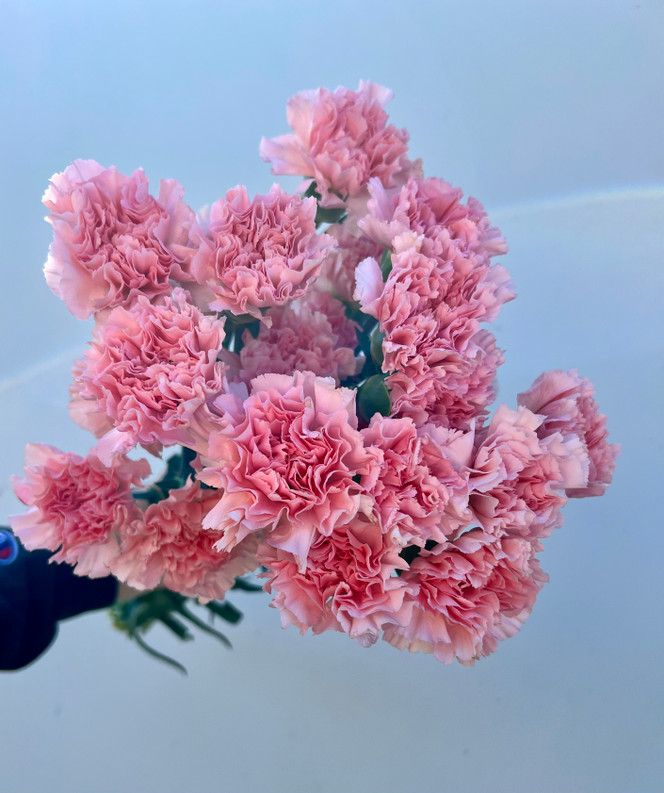 pink carnations wholesale