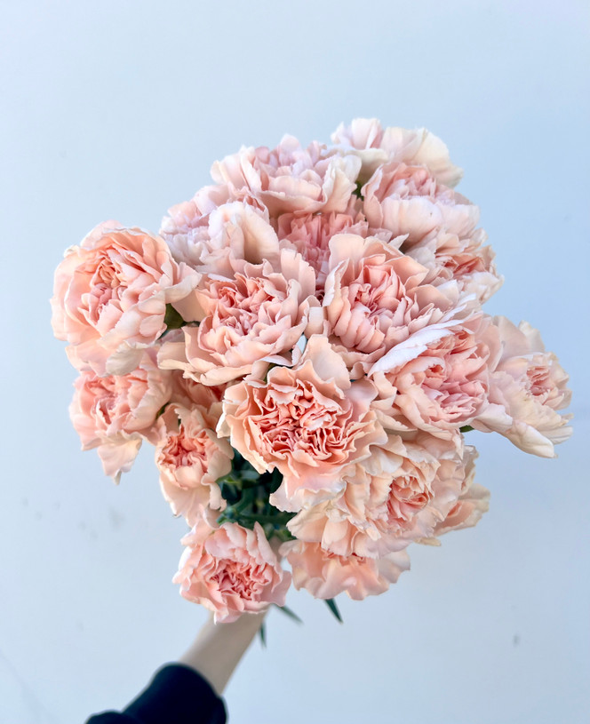 Peach Carnations - 25st - Ramirez Wholesale Flowers Inc