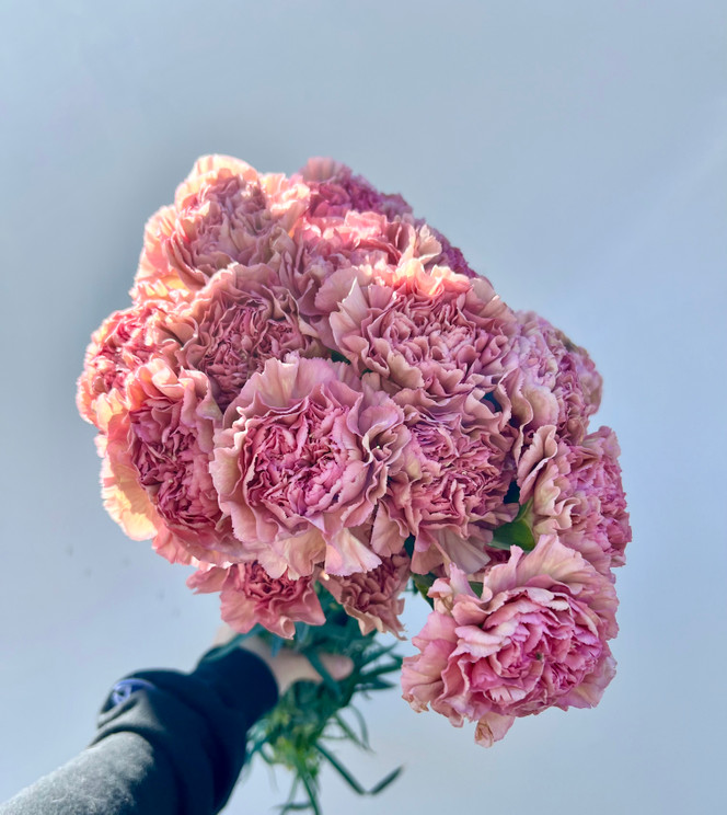 mauve carnations wholesale