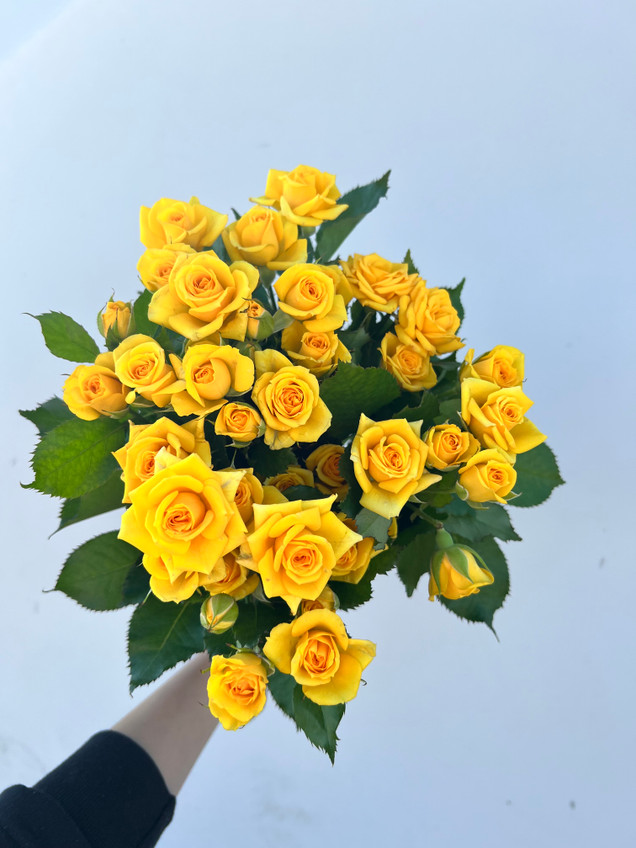 yellow spray roses wholesale