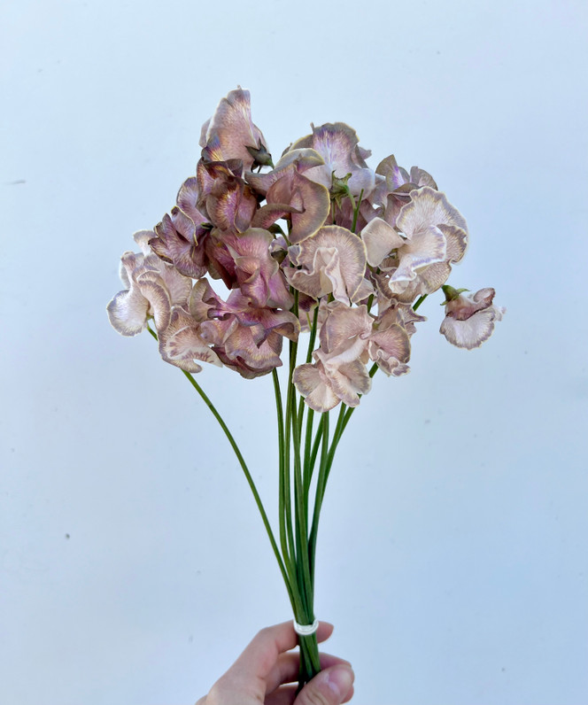 brown sweet peas wholesale