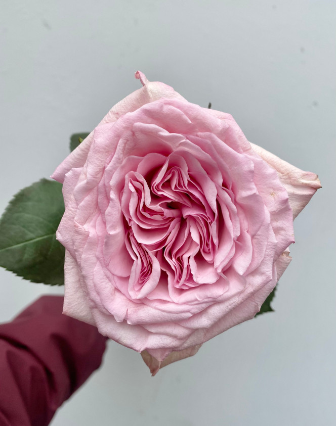 Pink O' Hara Roses - 25st - Ramirez Wholesale Flowers Inc