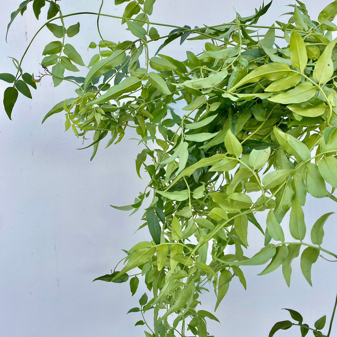 Jasmine Vine CA-Grown - 10st - Ramirez Wholesale Flowers Inc