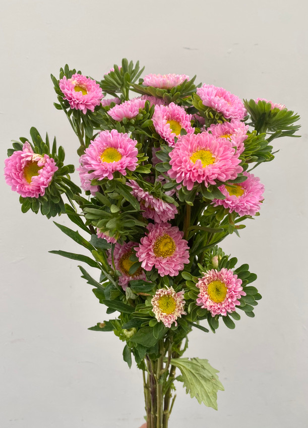 Matsumoto Aster Pink (CA-Grown) - 5st - Ramirez Wholesale Flowers Inc