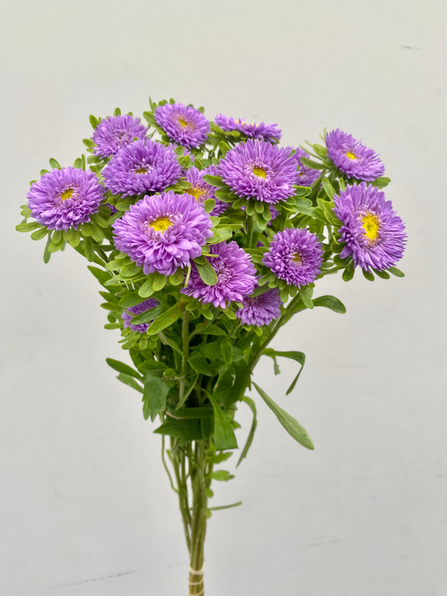 Matsumoto Aster Lavender (CA-Grown) - 10st - Ramirez Wholesale
